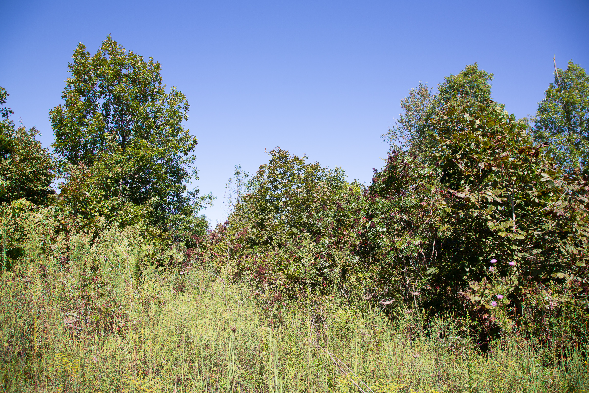 Tract 74 at Borgmanns Hollow Phase III in Shannon County, Missouri