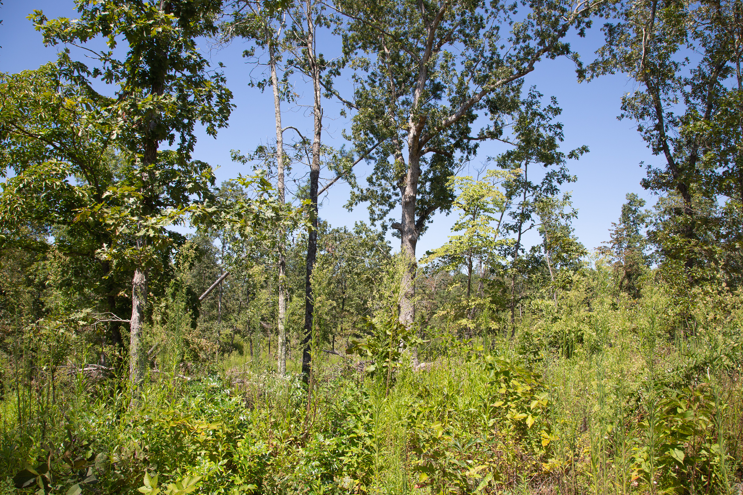 Tract 77 at Borgmanns Hollow Phase III in Shannon County, Missouri