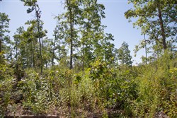 property photo for Borgmanns Hollow Phase III Tract 78, 8.39 acres for sale in Shannon County, Missouri