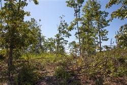 property photo for Borgmanns Hollow Phase III Tract 78, 8.39 acres for sale in Shannon County, Missouri