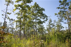 property photo for Borgmanns Hollow Phase III Tract 78, 8.39 acres for sale in Shannon County, Missouri
