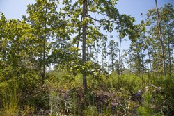 property photo for Borgmanns Hollow Phase III Tract 78, 8.39 acres for sale in Shannon County, Missouri