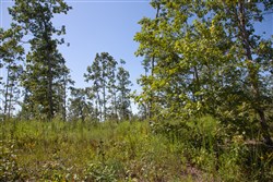 property photo for Borgmanns Hollow Phase III Tract 78, 8.39 acres for sale in Shannon County, Missouri