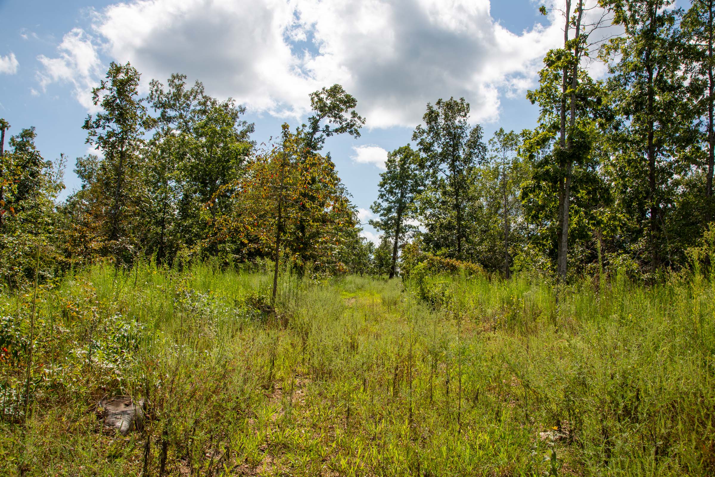 Tract 79 at Borgmanns Hollow Phase III in Shannon County, Missouri