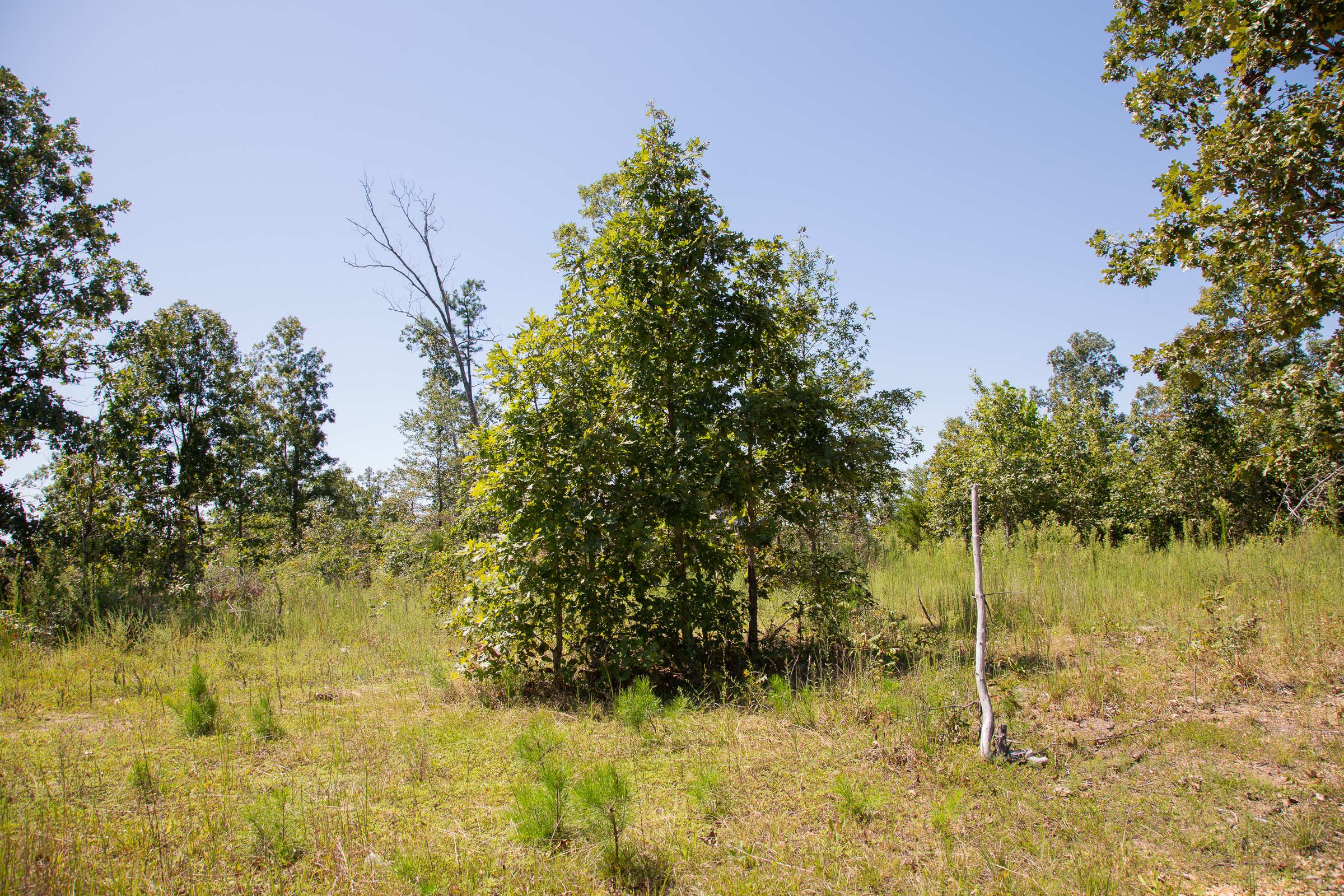 Tract 81 at Borgmanns Hollow Phase III in Shannon County, Missouri