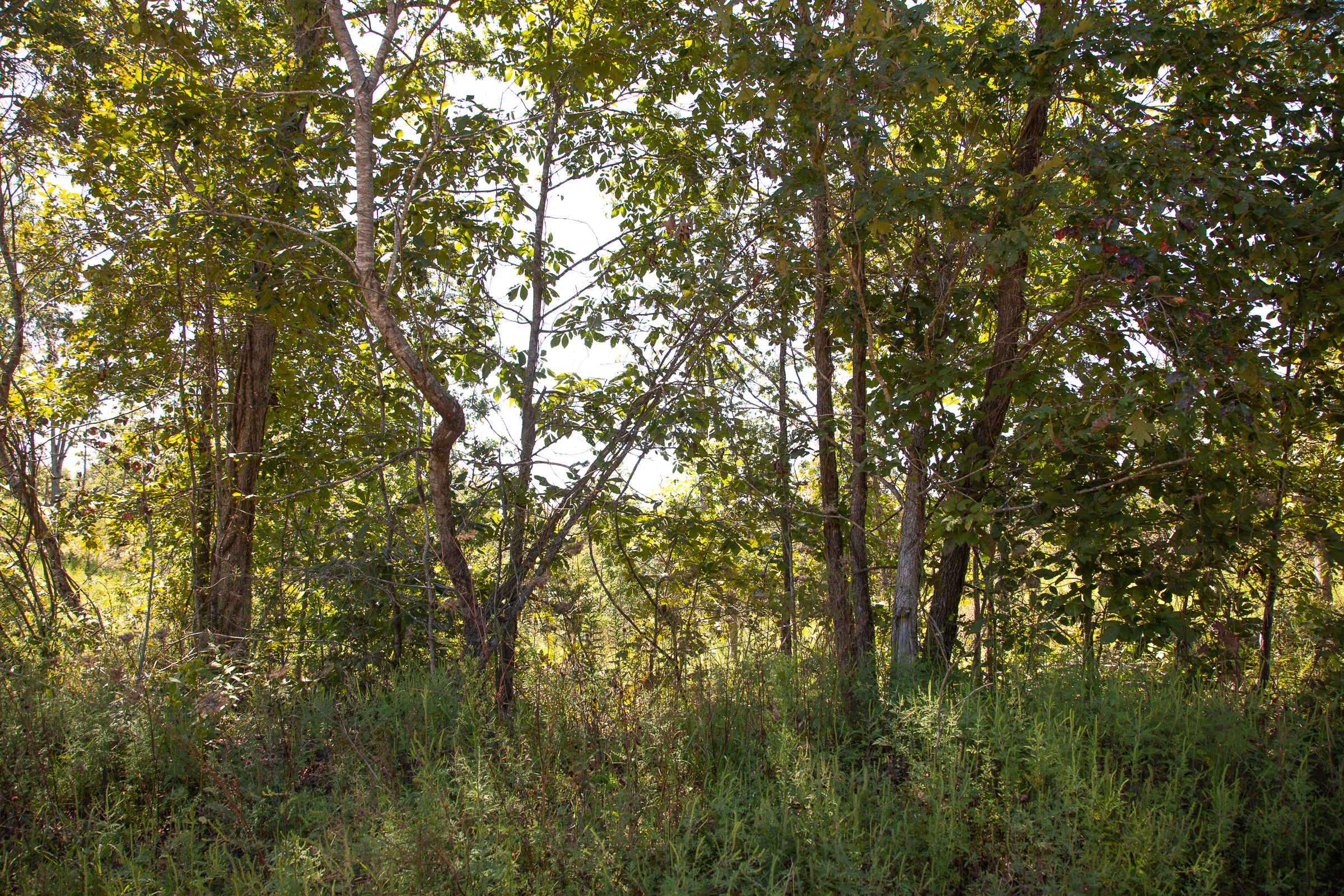 Tract 82 at Borgmanns Hollow Phase III in Shannon County, Missouri