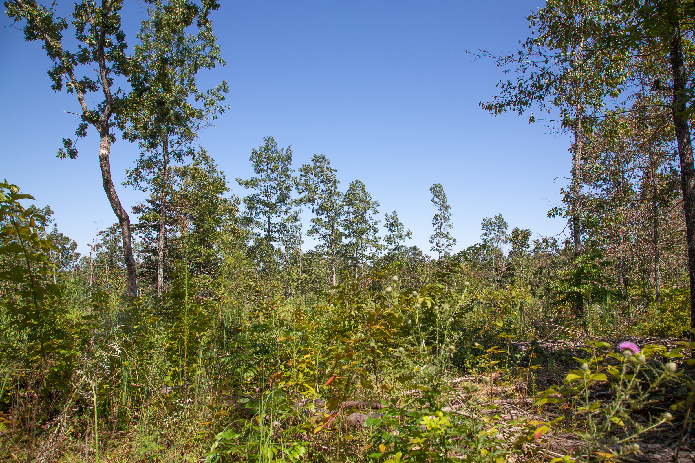 Tract 84 at Borgmanns Hollow Phase III in Shannon County, Missouri