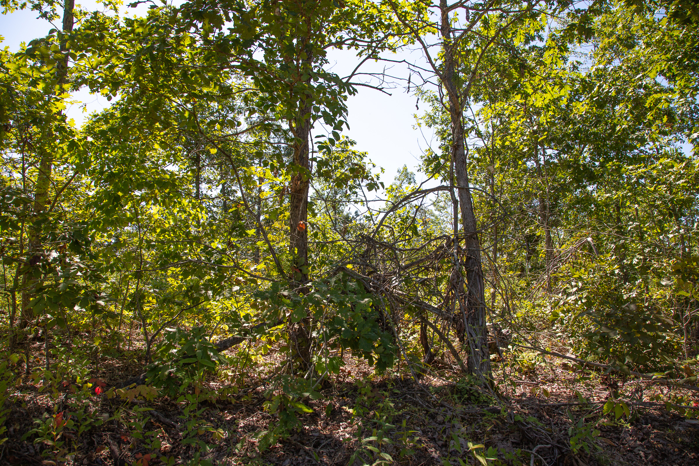 Tract 88 at Borgmanns Hollow Phase III in Shannon County, Missouri