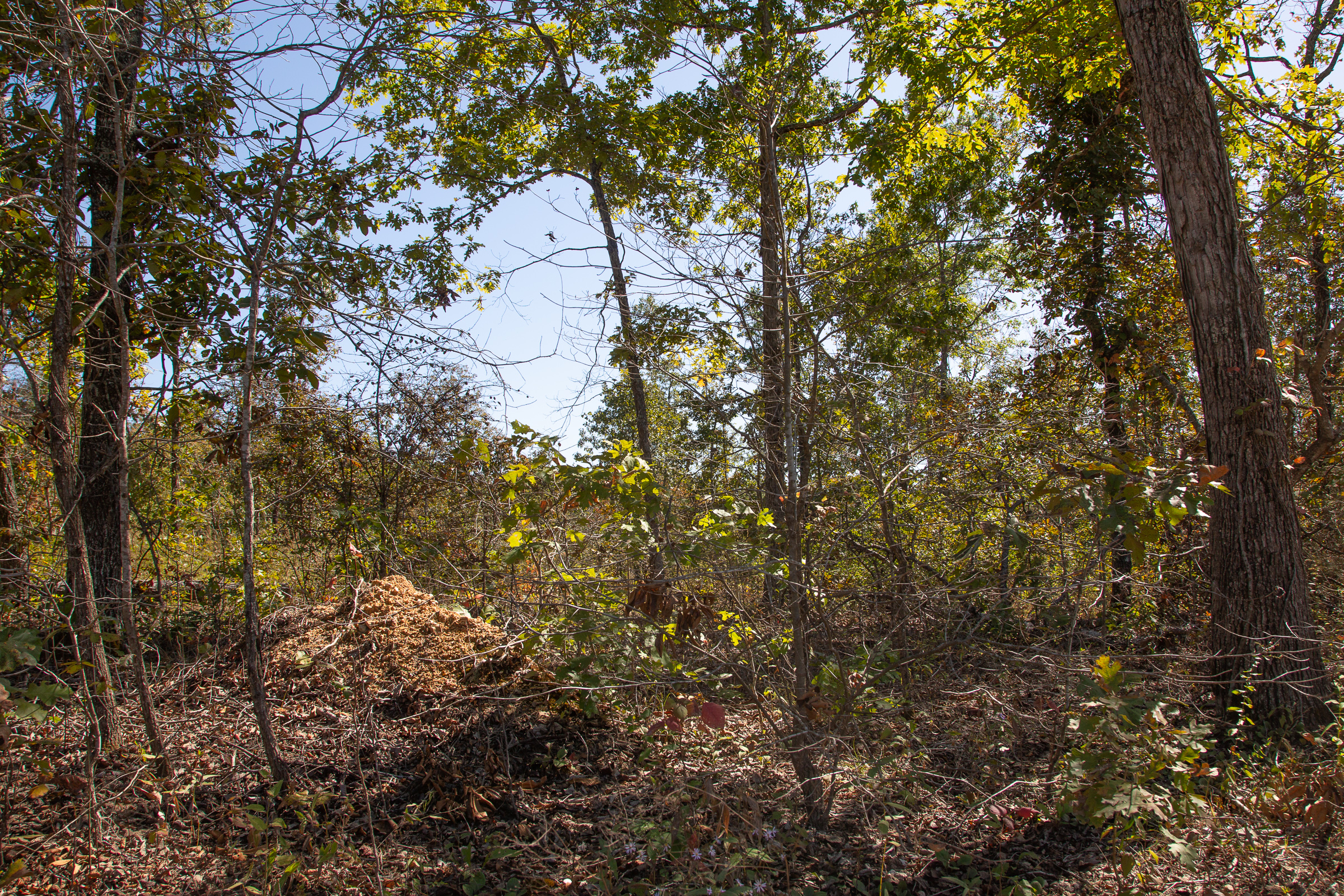 Tract 90 at Borgmanns Hollow Phase III in Shannon County, Missouri