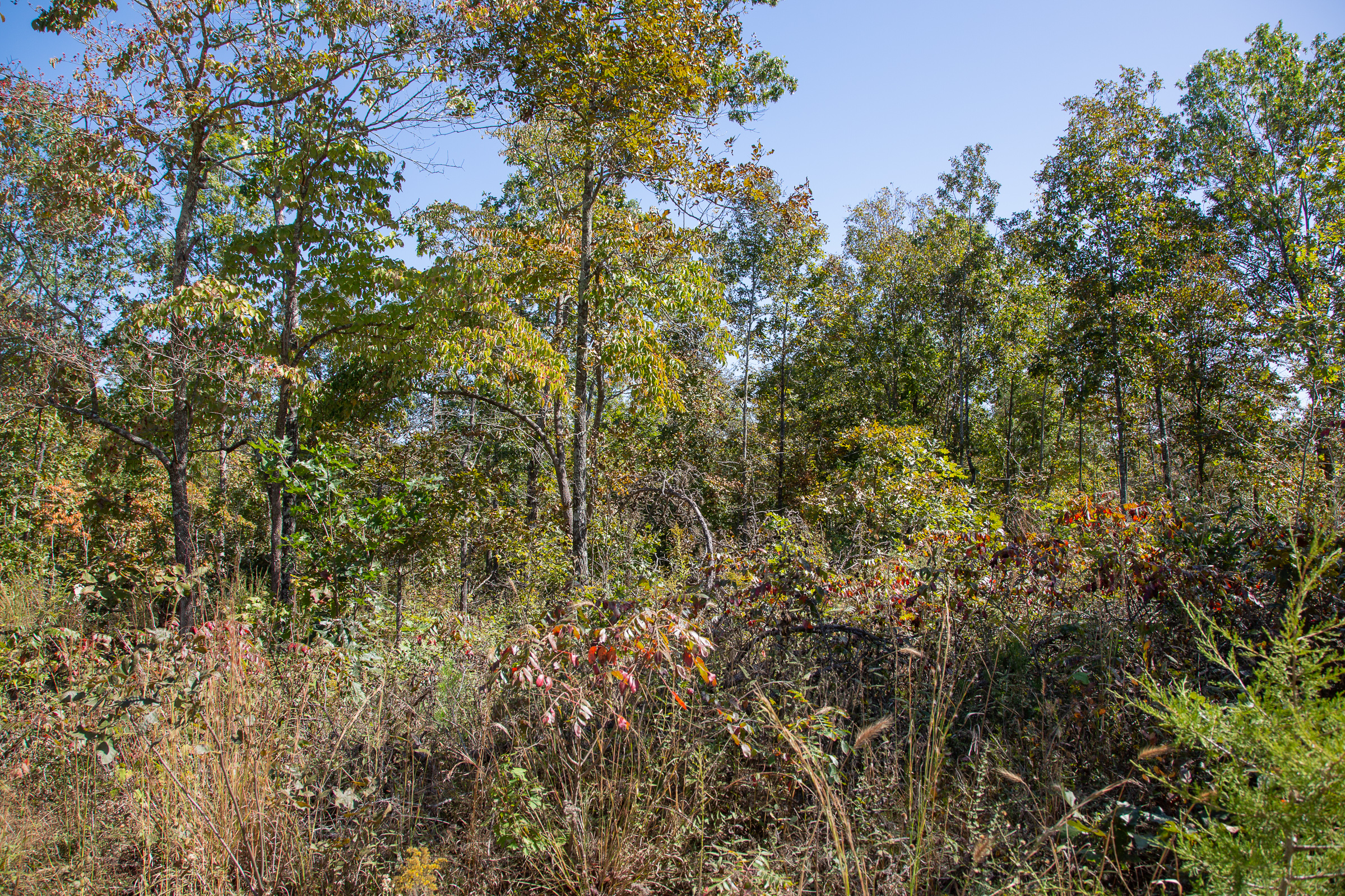 Tract 91 at Borgmanns Hollow Phase III in Shannon County, Missouri