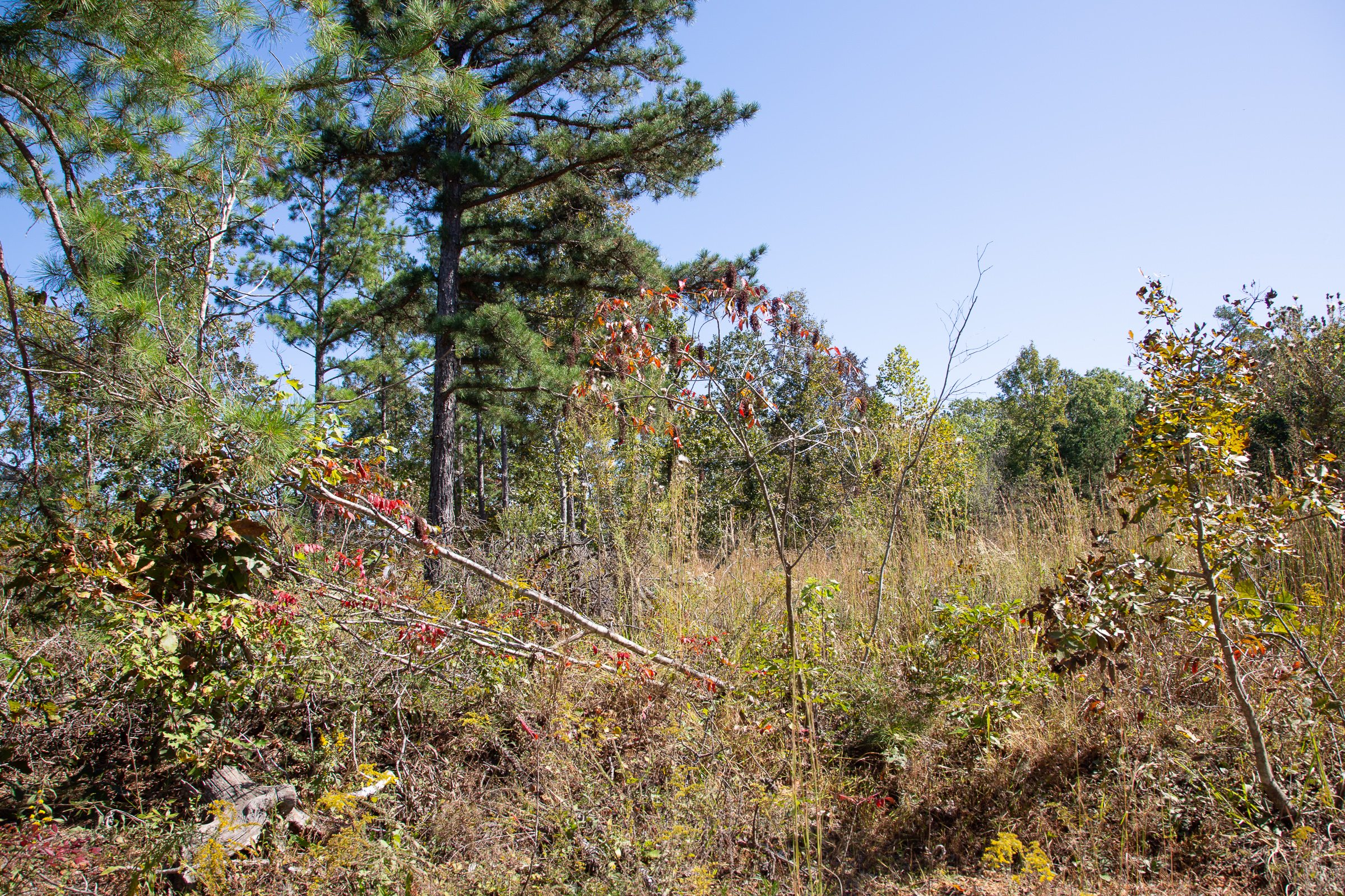 Tract 97 at Borgmanns Hollow Phase III in Shannon County, Missouri