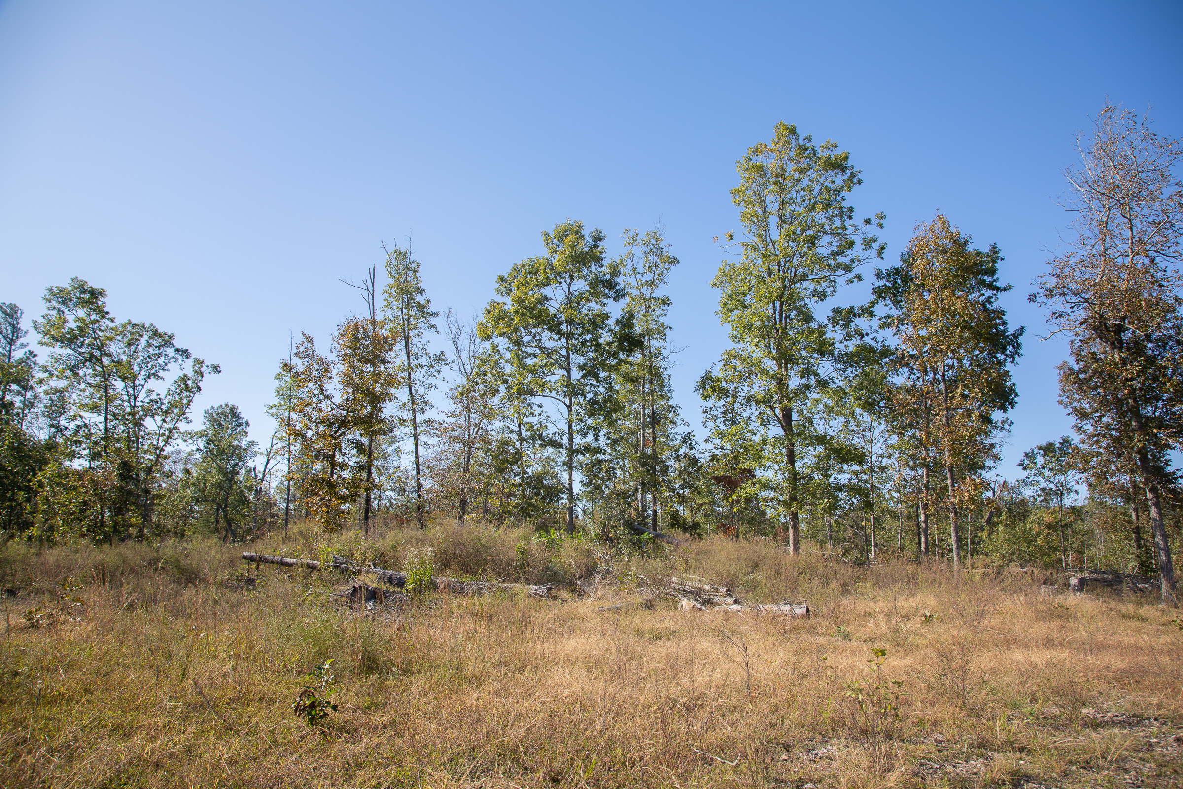 Tract 113 at Borgmanns Hollow Phase IV in Shannon County, Missouri