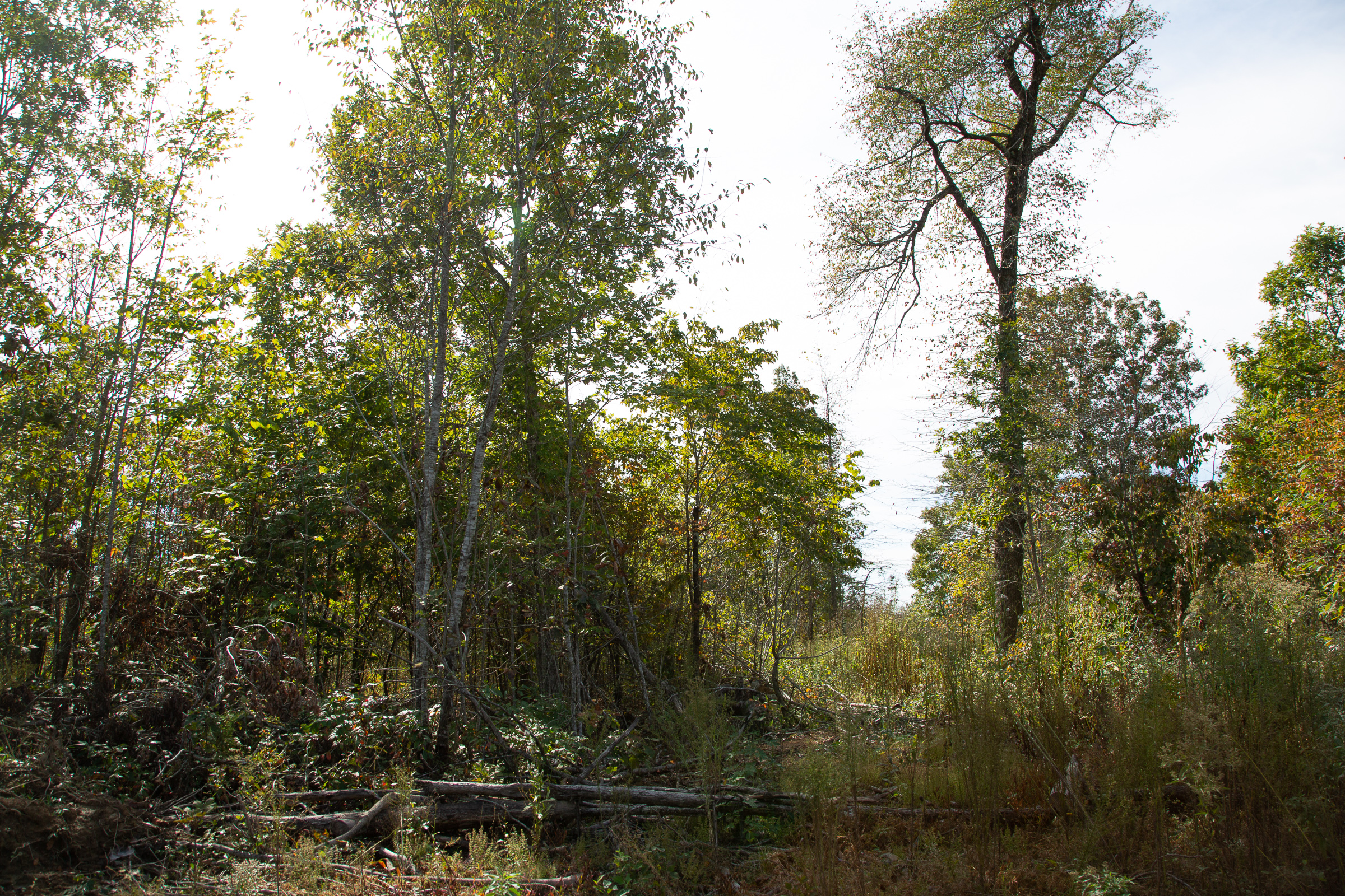 Tract 118 at Borgmanns Hollow Phase IV in Shannon County, Missouri