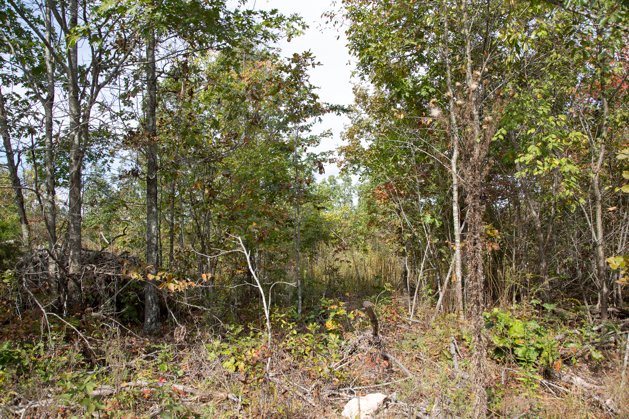 Tract 120 at Borgmanns Hollow Phase IV in Shannon County, Missouri