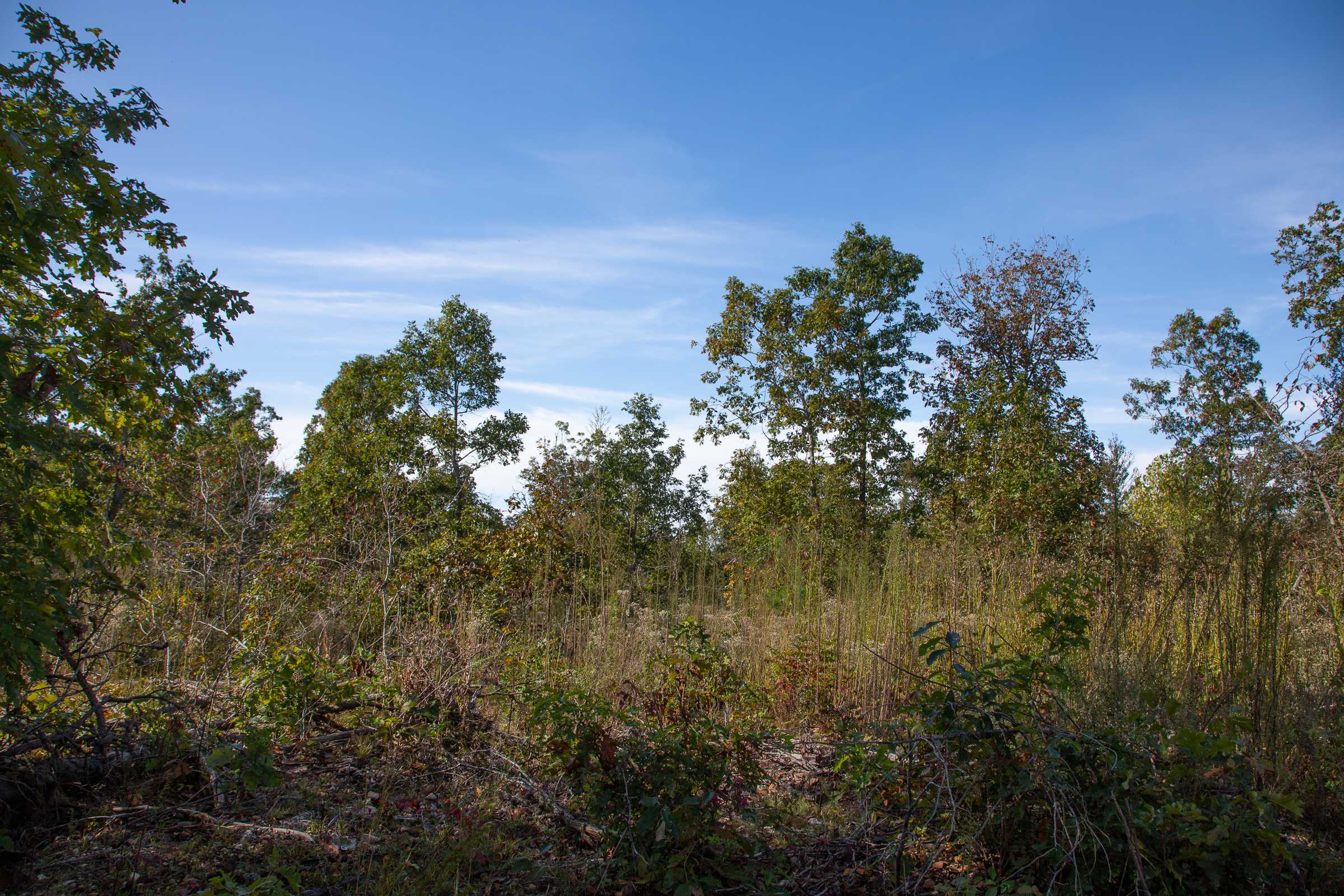 Tract 127 at Borgmanns Hollow Phase IV in Shannon County, Missouri