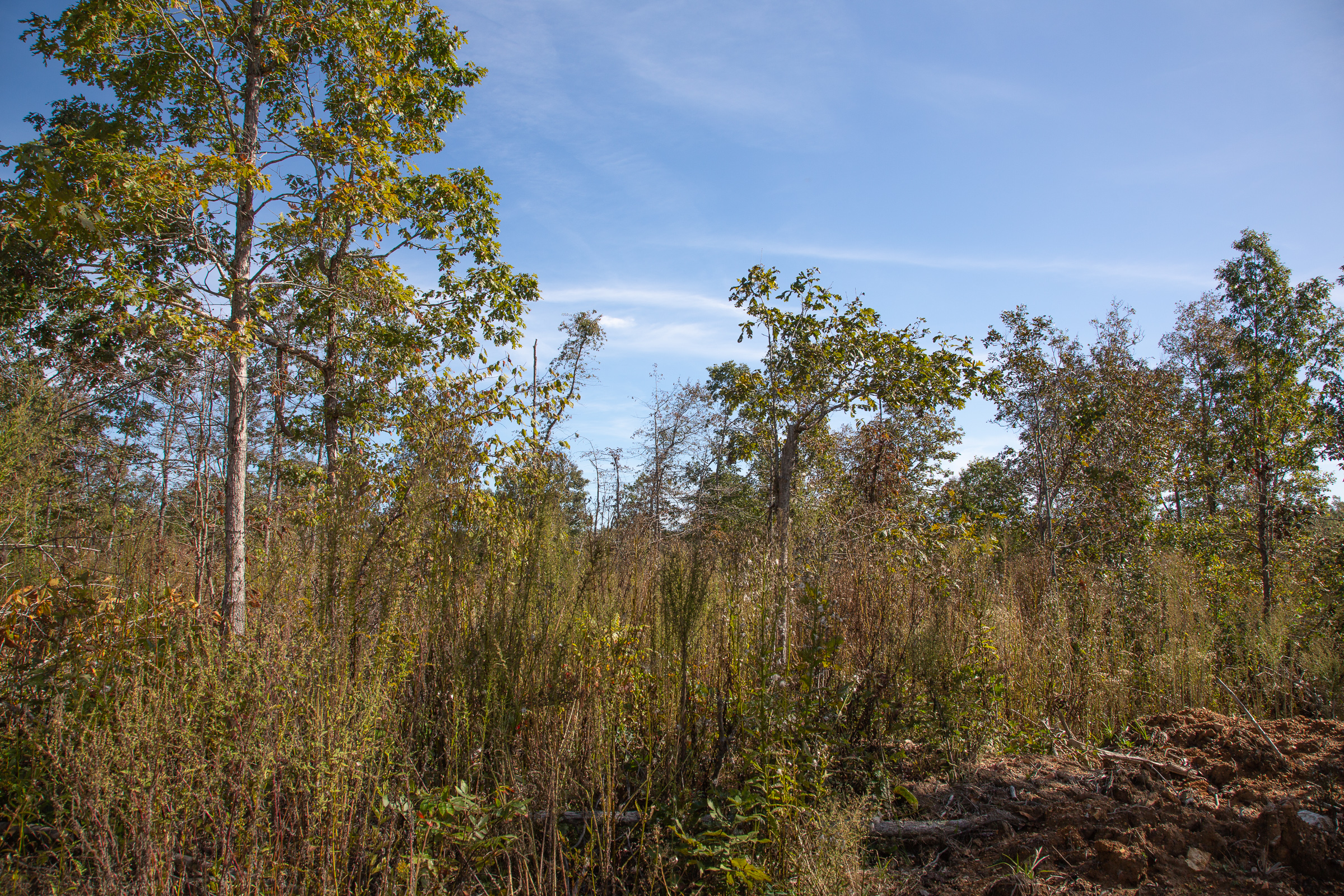 Tract 130 at Borgmanns Hollow Phase IV in Shannon County, Missouri