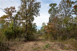 property photo for Borgmanns Hollow Phase IV Tract 133, 29.27 acres for sale in Shannon County, Missouri