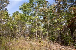property photo for Borgmanns Hollow Phase IV Tract 133, 29.27 acres for sale in Shannon County, Missouri