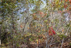 property photo for Borgmanns Hollow Phase IV Tract 133, 29.27 acres for sale in Shannon County, Missouri