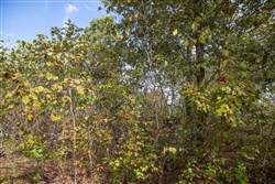 property photo for Borgmanns Hollow Phase IV Tract 133, 29.27 acres for sale in Shannon County, Missouri