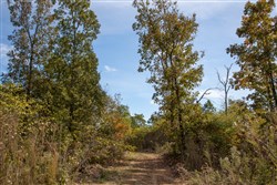 property photo for Borgmanns Hollow Phase IV Tract 133, 29.27 acres for sale in Shannon County, Missouri