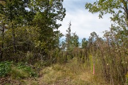property photo for Borgmanns Hollow Phase IV Tract 133, 29.27 acres for sale in Shannon County, Missouri