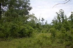 property photo for Thunder Mountain Ranch Tract 41, 10.94 acres for sale in Shannon County, Missouri