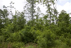 property photo for Thunder Mountain Ranch Tract 41, 10.94 acres for sale in Shannon County, Missouri