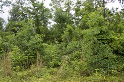 property photo for Thunder Mountain Ranch Tract 41, 10.94 acres for sale in Shannon County, Missouri