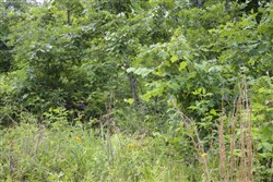 property photo for Thunder Mountain Ranch Tract 41, 10.94 acres for sale in Shannon County, Missouri