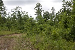 property photo for Thunder Mountain Ranch Tract 41, 10.94 acres for sale in Shannon County, Missouri