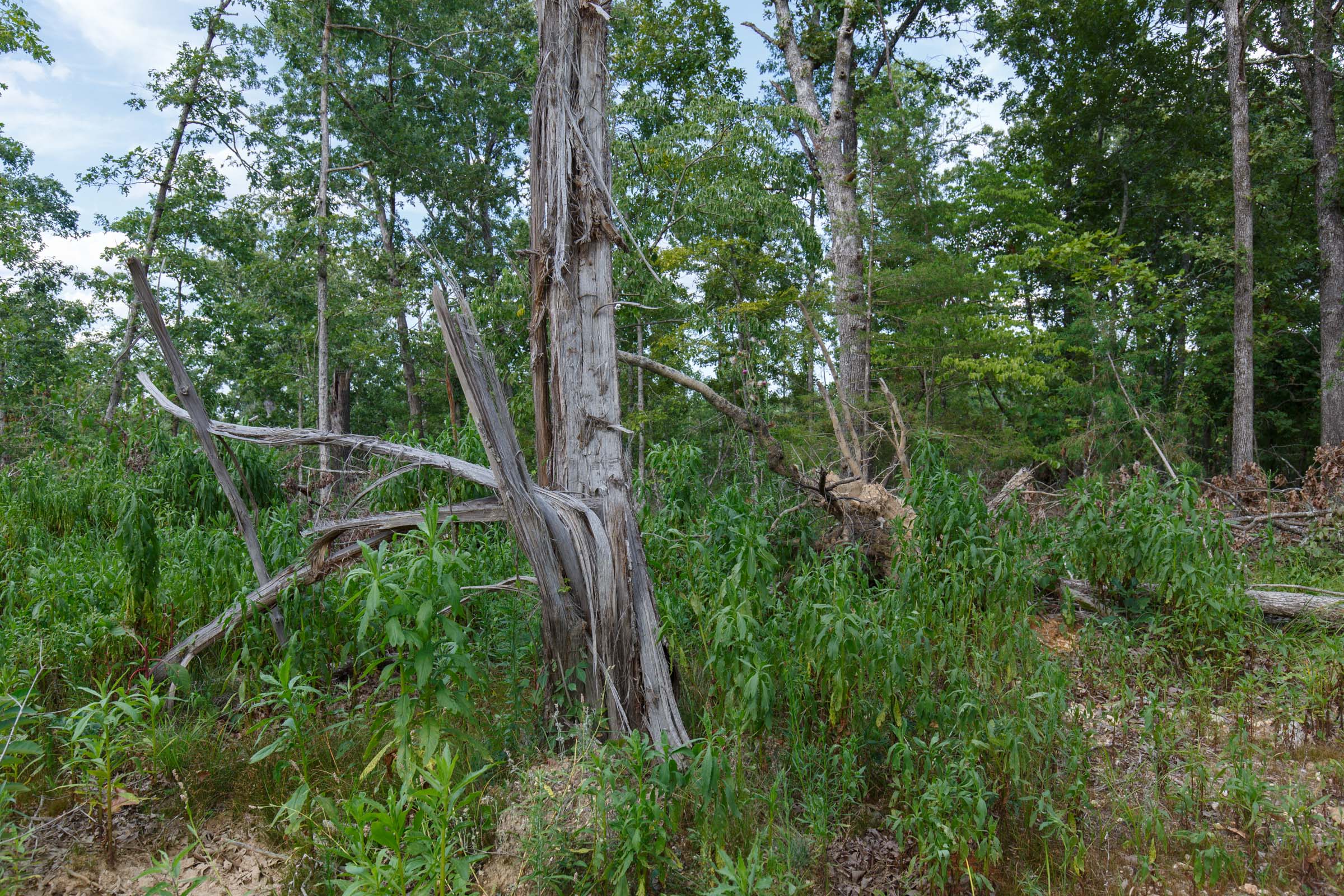 Tract 28 at Wild Wood in Taney County, Missouri
