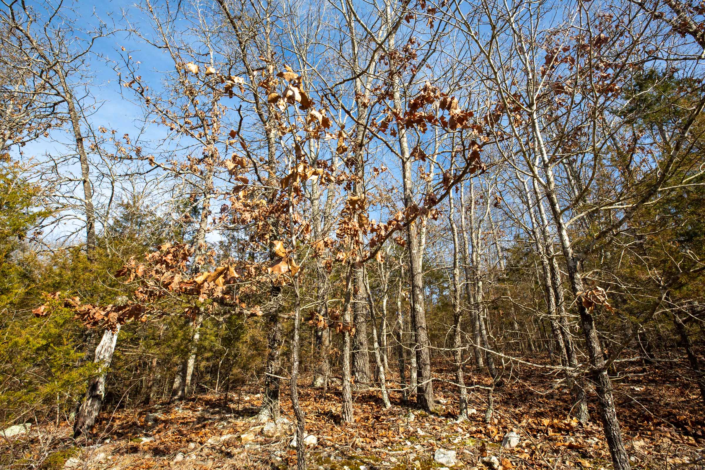 Tract 10 at Forest Hill in Texas County, Missouri