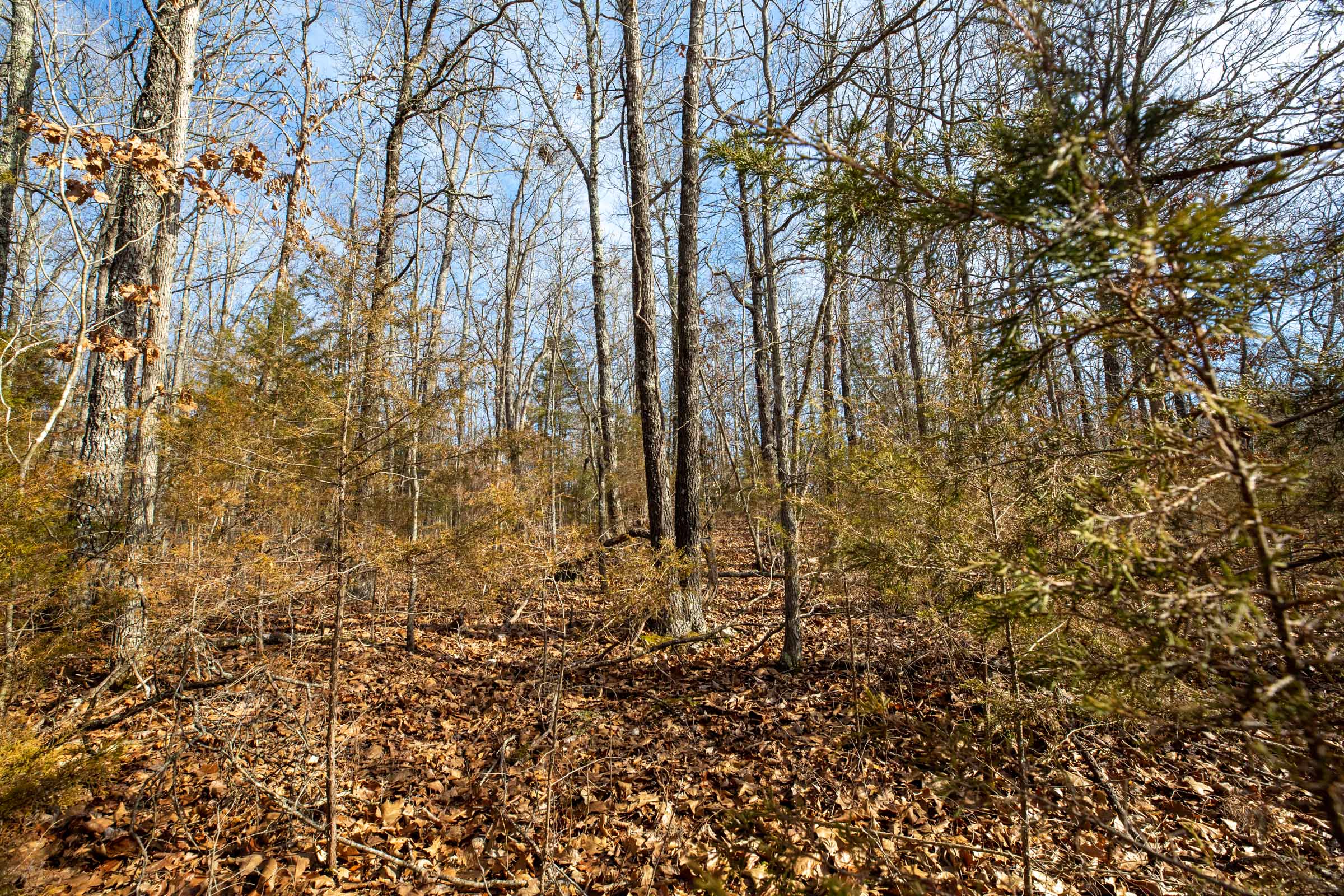 Tract 11 at Forest Hill in Texas County, Missouri