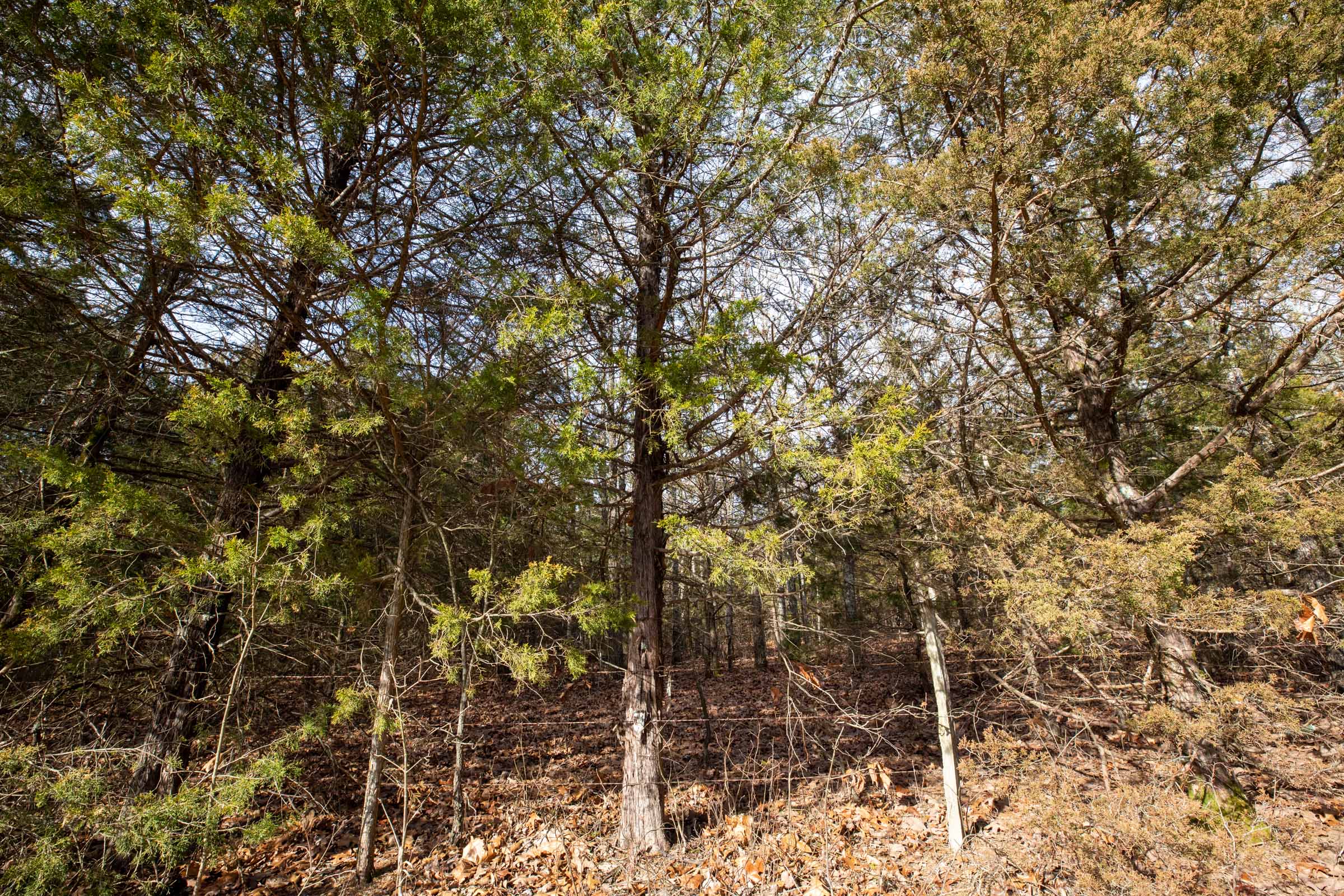 property photo for Forest Hill Tract 3, 7.78 acres for sale in Texas County, Missouri