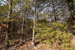 property photo for Forest Hill Tract 3, 7.78 acres for sale in Texas County, Missouri