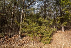 property photo for Forest Hill Tract 3, 7.78 acres for sale in Texas County, Missouri