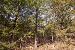 property photo for Forest Hill Tract 3, 7.78 acres for sale in Texas County, Missouri
