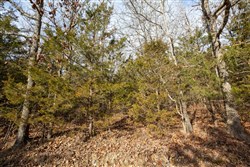 property photo for Forest Hill Tract 3, 7.78 acres for sale in Texas County, Missouri