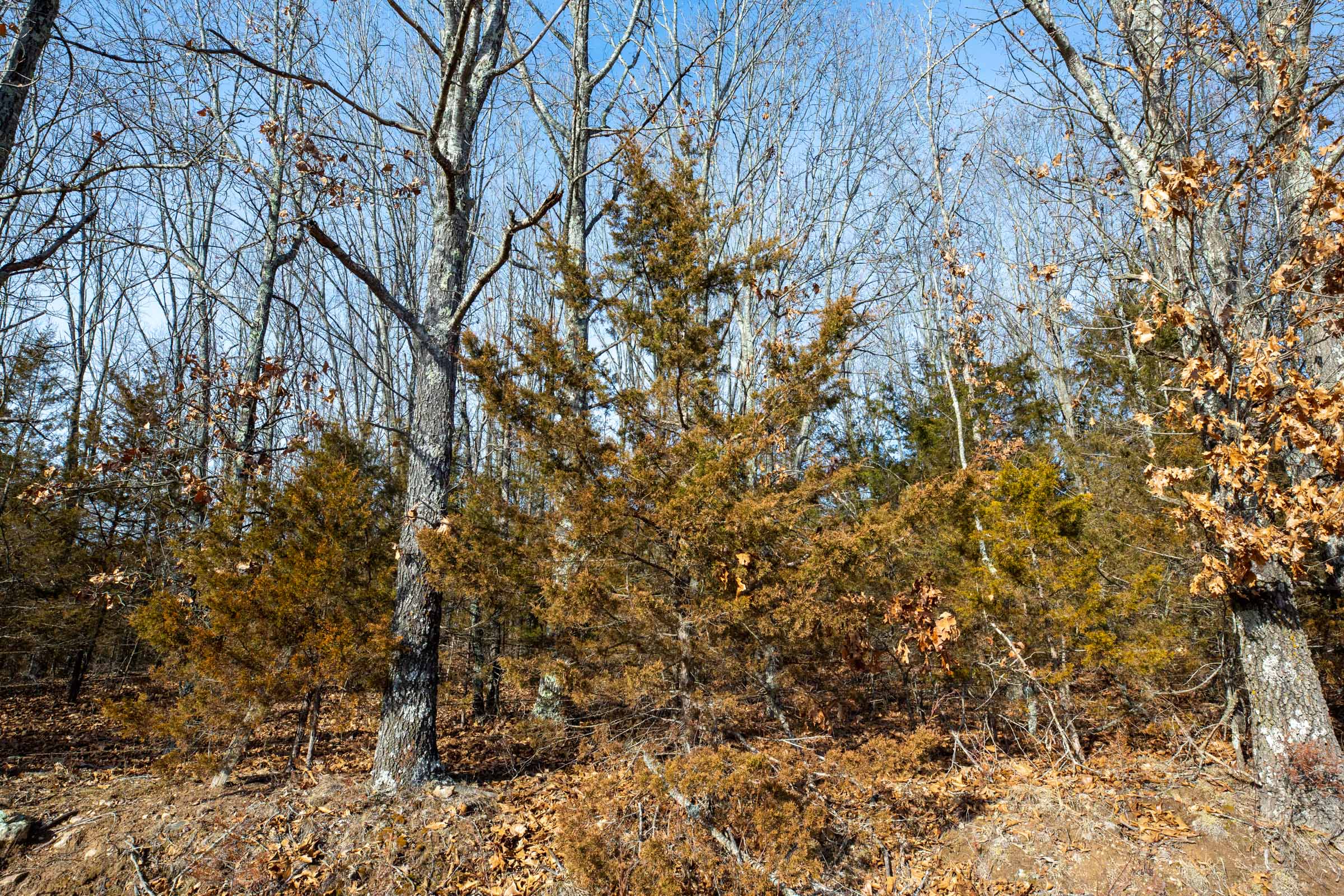 Tract 9 at Forest Hill in Texas County, Missouri