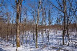 property photo for Sleepy Hollow Phase I Tract 53, 8.37 acres for sale in Texas County, Missouri