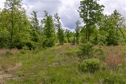 property photo for Sleepy Hollow Phase II Tract 67, 13.12 acres for sale in Texas County, Missouri