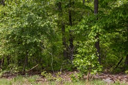 property photo for Sleepy Hollow Phase II Tract 67, 13.12 acres for sale in Texas County, Missouri