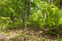 property photo for Sleepy Hollow Phase II Tract 67, 13.12 acres for sale in Texas County, Missouri