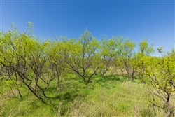 property photo for Hackberry Fields Tract 19, 4.04 acres for sale in Greer County, Oklahoma