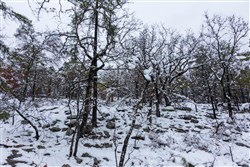 property photo for Stone Bridge Phase IV Tract 299, 10.08 acres for sale in LatimerHaskell County, Oklahoma