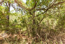 property photo for Stone Bridge Phase V Tract 376, 6.94 acres for sale in LatimerHaskell County, Oklahoma