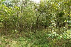 property photo for Stone Bridge Phase V Tract 408, 4.75 acres for sale in LatimerHaskell County, Oklahoma