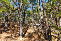 property photo for Stone Bridge Phase II Tract 123, 23.24 acres for sale in LatimerHaskell County, Oklahoma