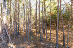 property photo for Stone Bridge Phase II Tract 123, 23.24 acres for sale in LatimerHaskell County, Oklahoma